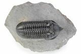 Morocconites Trilobite Fossil - Ofaten, Morocco #291846-2